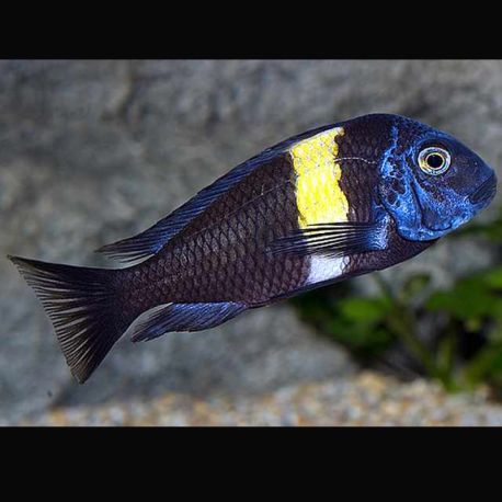 Tropheus Duboisi 7-8 cm  37,50 €