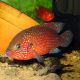 Hemichromis Bimaculatus Brillant 6-8cm 8,50 €