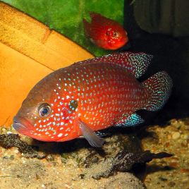 Hemichromis Bimaculatus Brillant 6-8cm