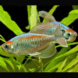 Tétras du Congo - Phenacogrammus Interruptus 2-3cm lot de 2  