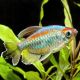 Tétras du Congo - Phenacogrammus Interruptus 3-4cm 5,50 €