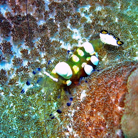 Periclimenes brevicarpalis - Crevette des anémones