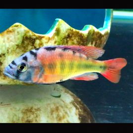 Haplochromis Species CH44 4-6cm 8,50 €