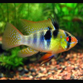 Apistogramma - Mikrogeophagus Ramirezi  3-4cm le couple