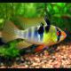Apistogramma - Mikrogeophagus Ramirezi 3-4cm le couple sauvage