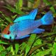 Apistogramma-Mikrogeophagus Ramirezi bleu électrique  