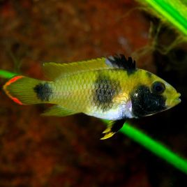 Apistogramma Nijsseni 3-4cm 