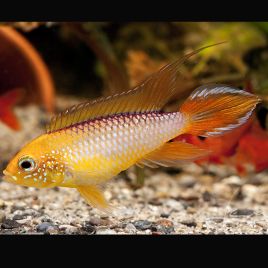 Apistogramma Agassizii Red/Gold 9,50 €