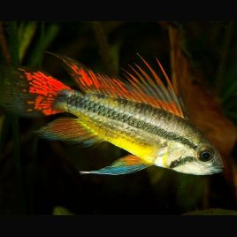 Apistogramma Cacatuoides double red le couple