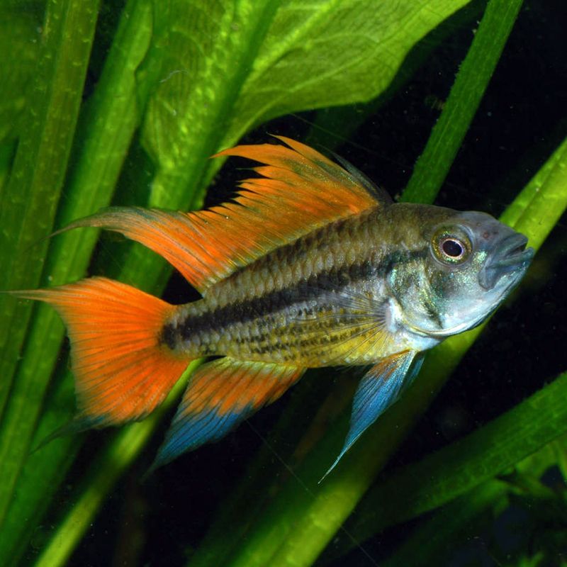 apistogramma cacatuoides orange 3-4cm - aquariofil