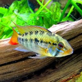 Apistogramma Macmasteri XL