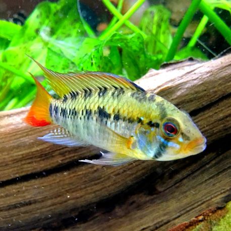 Apistogramma Macmasteri XL