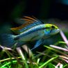 Apistogramma Trifasciata le couple