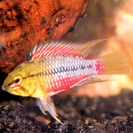 Apistogramma Hongsloi le couple