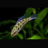 Dicrossus filamentosus sauvages 2-3 cm lot de 2