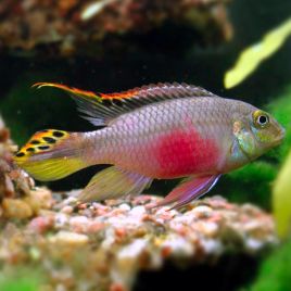 Pelvicachromis Kribensis le couple