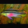 Pelvivachromis Pulcher XL mâle - Sauvage