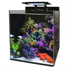 Blue marine Reef 60 aquarium + 24.90€ en bon d'achats coraux,poissons