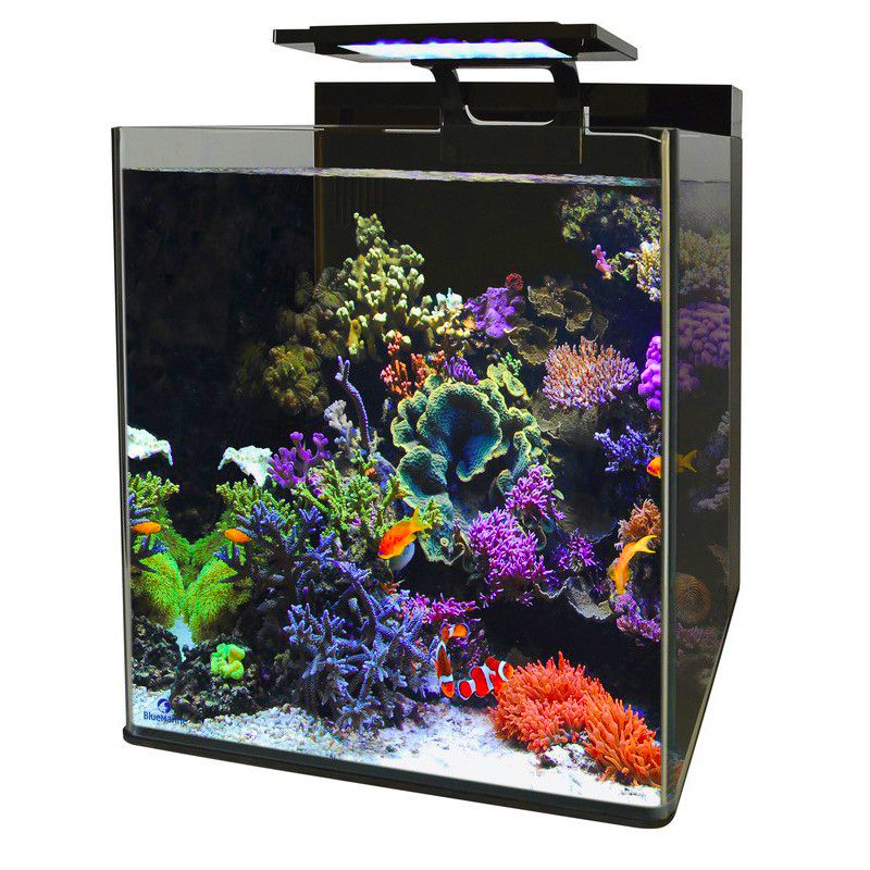 Blue marine Reef 60 aquarium + 24.90€ en bon d'achats coraux,poisso