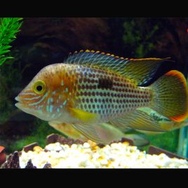 Andinoacara rivulatus nageoires rouges 6-7cm