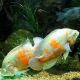 Astronotus Ocellatus Oscar rouges tigré albino 7-8cm lot de 2 44,50 €