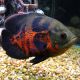 Astronotus Ocellatus Oscar Tigre rouge 5-6 cm 9,50 €