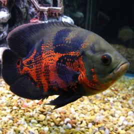 Astronotus Ocellatus Oscar Tigre rouge 5-6 cm