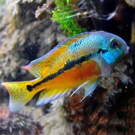 Hypsophrys nicaraguensis 