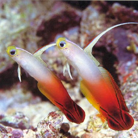 Nemateleotris magnifica : 3 à 4 cm lot de 2 (Gobie de feu,poisson fléchette magnifique)   39,50 €