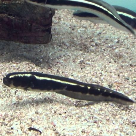 Pholidichthys leucotaenia : 6-8 cm  