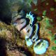 Priolepis nocturna 2 cm