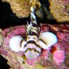 Priolepis nocturna 3-4 cm