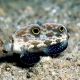 Signigobius biocellatus 26,50 €