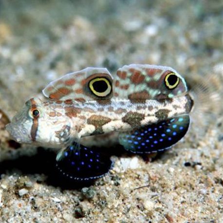 Signigobius biocellatus