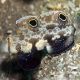 Signigobius biocellatus 26,50 €