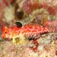 Synchiropus Marmoratus *: 3-4 cm