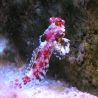 Synchiropus Marmoratus *: 3-4 cm