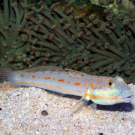 Valenciennea puellaris : 5 à 6 cm  