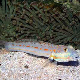 Valenciennea puellaris : 7 à 8 cm
