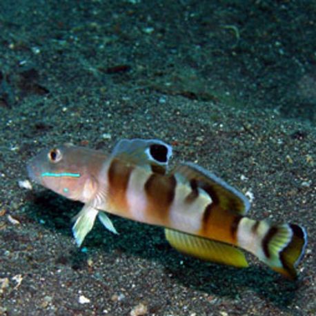 Valenciennea Wardii : 6-8 cm