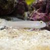 Valenciennea sexguttata : 4 à 6 cm
