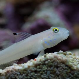 Valenciennea sexguttata : 6 à 8 cm