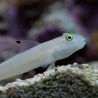 Valenciennea sexguttata : 6 à 8 cm