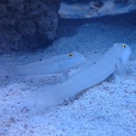 Valenciennea sexguttata : 8 à 10 cm
