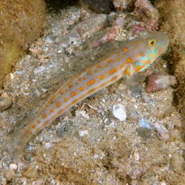 Valenciennea puellaris : 9 à 12 cm  