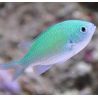 Chromis viridis : 1.5 à 3 cm  