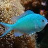 Chromis viridis : 3-4 cm
