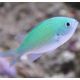 Chromis viridis 3-4 cm (lot de 5) 47,50 €