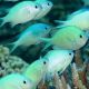 Chromis viridis 3-4 cm (lot de 5) 47,50 €