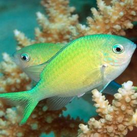 Chromis viridis 4-6 cm 14,50 €